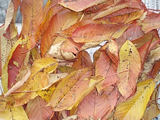 e0004756_21252321.jpg