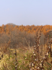 b0086858_18352579.jpg