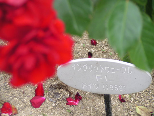 f0074659_20543566.jpg