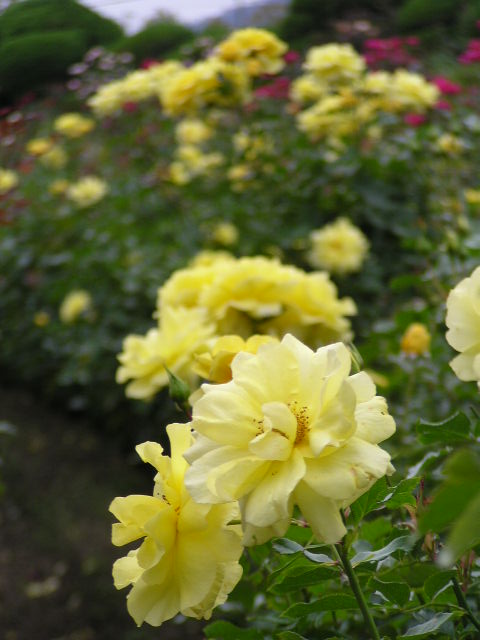 f0074659_2059047.jpg