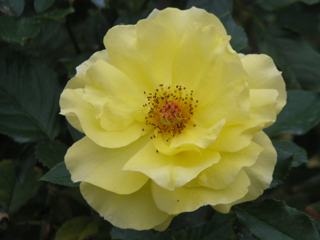 f0074659_20593625.jpg
