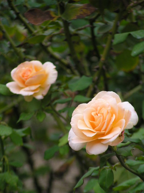 f0074659_2183244.jpg