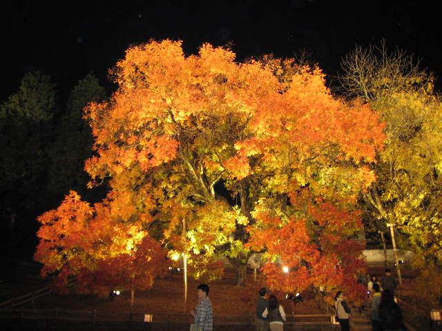a0042295_23562284.jpg