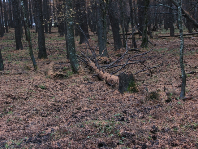 f0020302_2312766.jpg