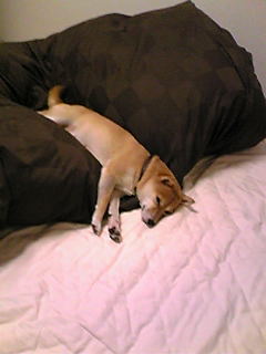 f0004309_1031659.jpg