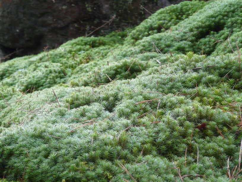 c0086014_21364913.jpg