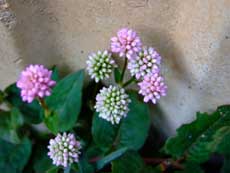 f0147025_21501857.jpg