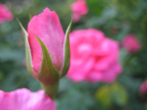 a0043326_12291634.jpg