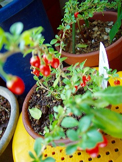 c0056437_23353286.jpg