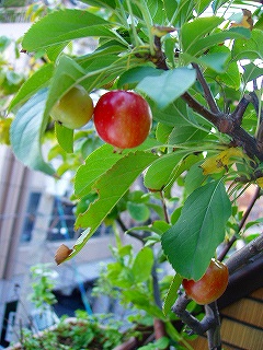c0056437_23362491.jpg
