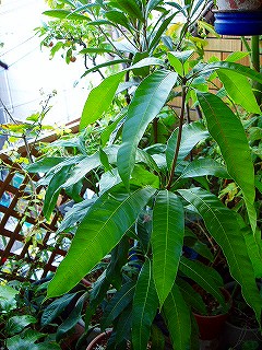 c0056437_23364942.jpg