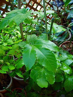 c0056437_23371362.jpg