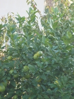 b0092475_22271390.jpg