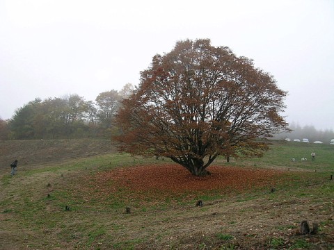 a0079880_135750.jpg