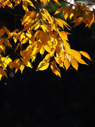 e0083212_1539189.jpg