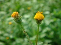 f0152412_17395360.jpg