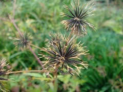 f0152412_1740199.jpg