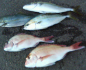 e0125217_11375482.jpg