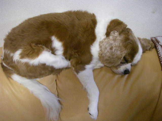 c0136838_114462.jpg