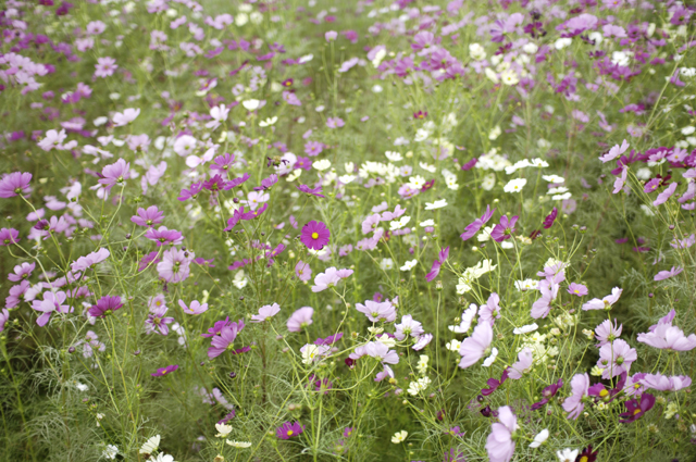 ｺｽﾓｽ畑より。白と紫色の花がたくさん咲いてます。その中に一輪だけｶﾒﾗ目線の花がありました。