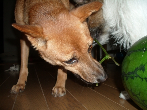 c0117383_18361451.jpg