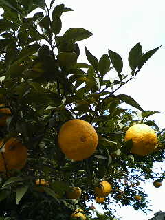f0127408_170201.jpg