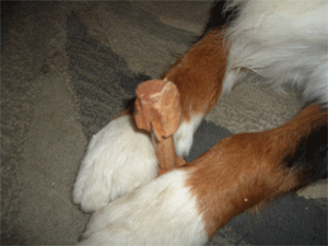 c0143711_2116487.gif