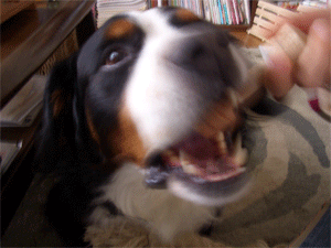 c0143711_21251854.gif