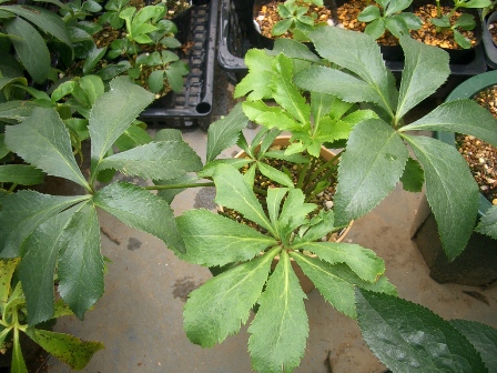 c0025140_2265414.jpg