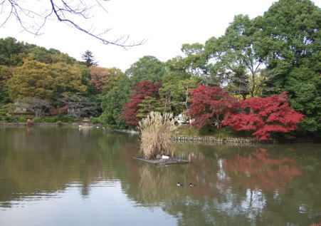 11月17日薬師池2