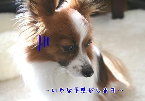 d0013149_1093912.jpg