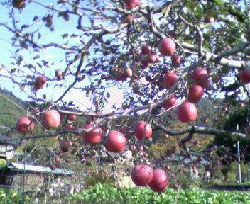 b0105259_13265555.jpg