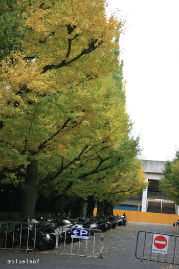 c0027369_11522354.jpg