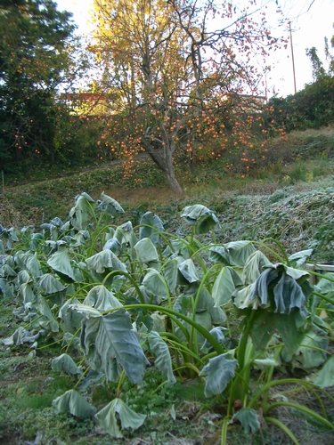 d0069498_1763638.jpg