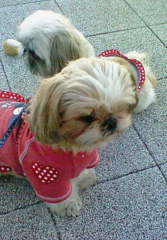 e0040602_2384589.jpg
