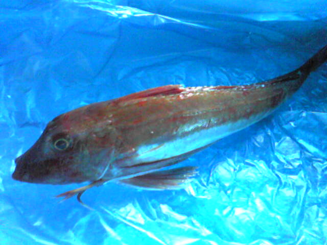 b0115006_1462554.jpg