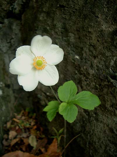 e0034012_1823443.jpg