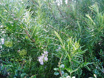 c0029913_2346624.jpg