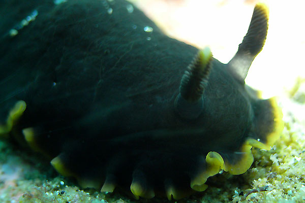b0044726_0445621.jpg