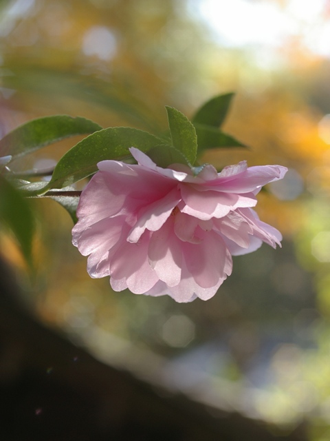 d0074259_15183753.jpg