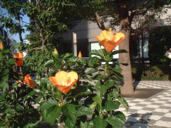 a0085663_12523594.jpg