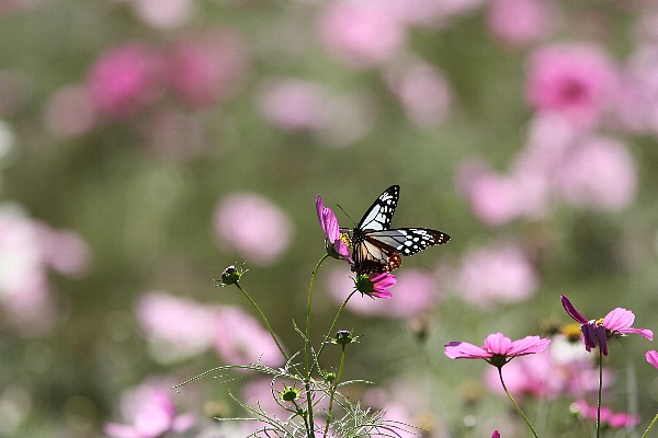 b0084270_2356100.jpg