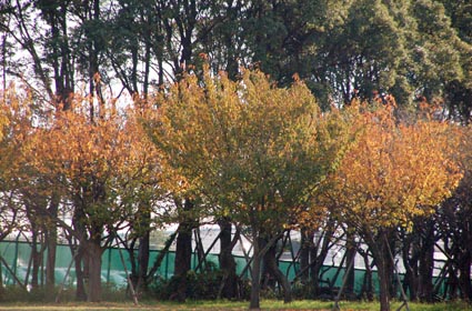 f0094391_2357984.jpg