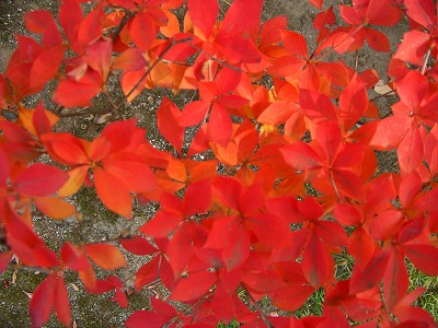 c0076204_1759490.jpg