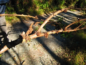 e0002820_2112312.jpg