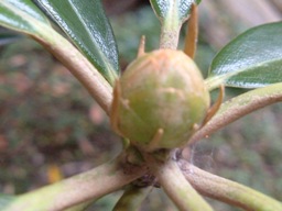 c0077338_01326.jpg