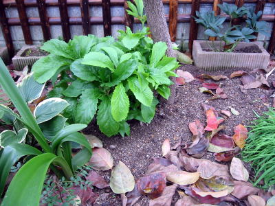 c0147952_2303948.jpg