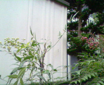 b0105259_1557439.jpg