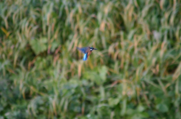 f0061869_22453219.jpg