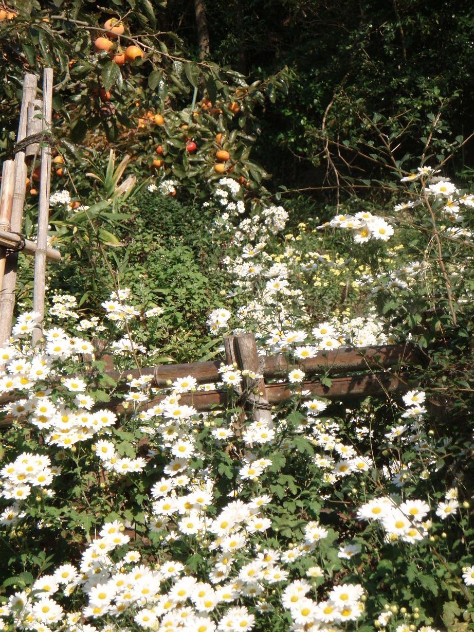d0051106_23274487.jpg